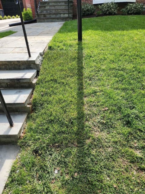 Chevy Chase Sod Installation, Walkway Repair, and Spring Cleanup (After)