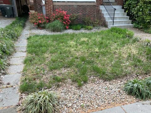 Our client's front yard which hadn't been maintained in a while.