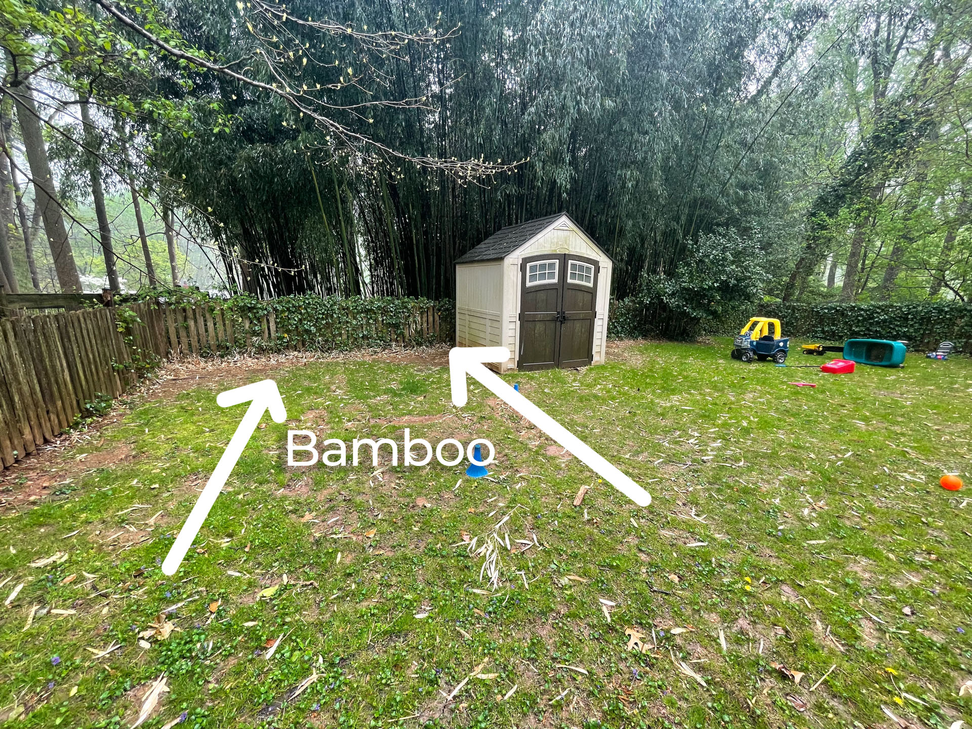 Bamboo in a backyard in Kensington, MD.